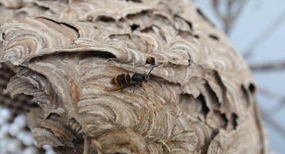 Câmara Municipal da Lousã disponibiliza armadilhas para a vespa velutina