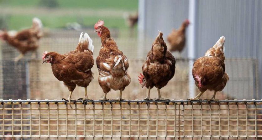 Gripe Aviária de Alta Patogenidade – Edital da Direção Geral de Alimentação e Veterinária.