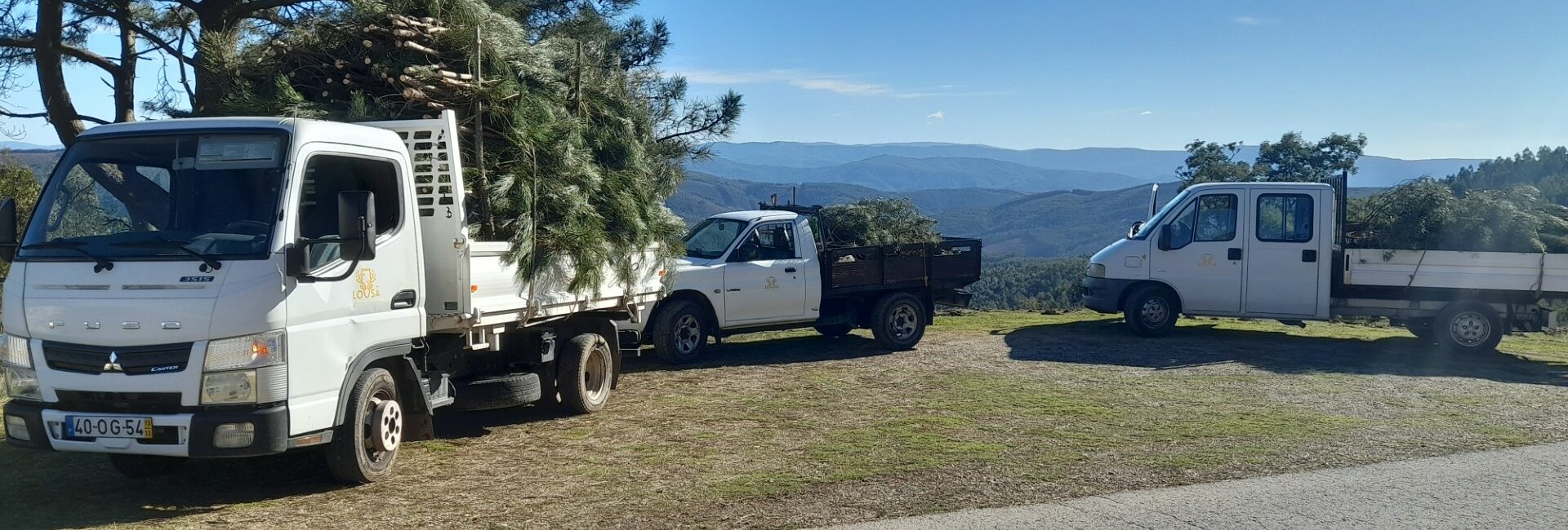 Pinheiros de Natal distribuídos na Lousã.