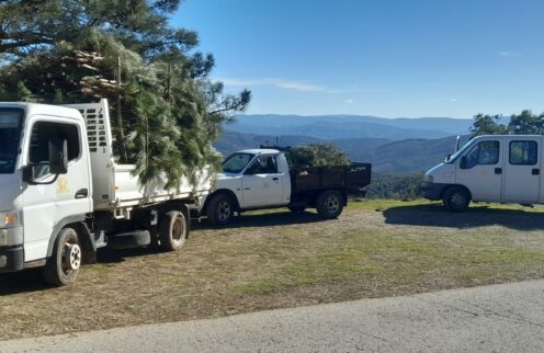 Pinheiros de Natal distribuídos na Lousã.