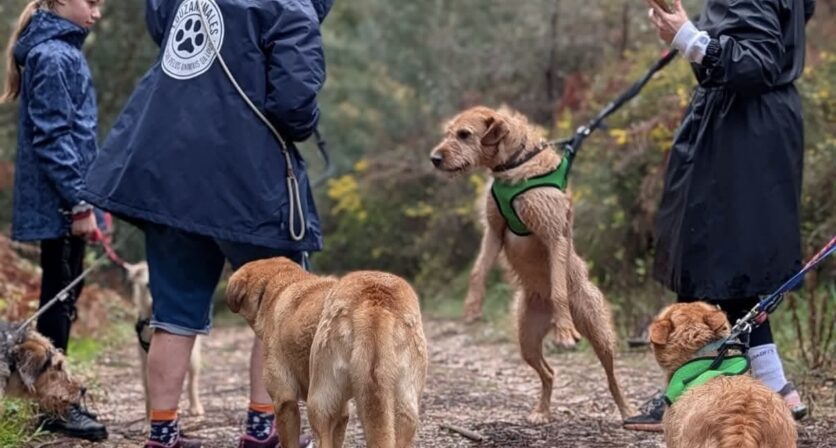 Município da Lousã reforça apoio à Louzanimales com investimento de 2.750€